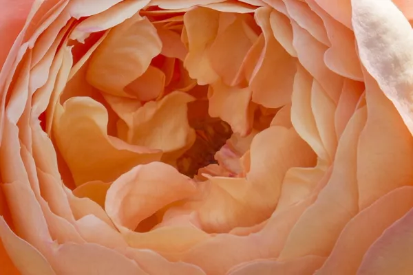 Rosiers anglais