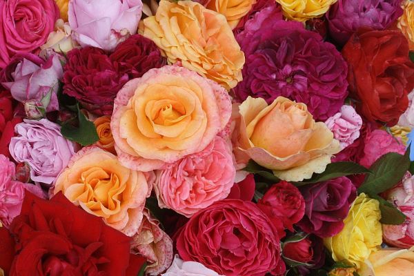 Des rosiers résistants, florifères, remontants, parfumés&nbsp;: des rosiers sans soucis