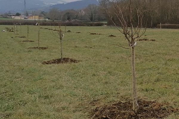 Comment réaliser un dossier d'aide à la création d'un verger de sauvegarde auprès de la région Bourgogne Franche Comté
