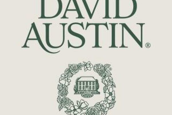 Pourquoi certaines variétés de rosiers anglais David Austin ne sont plus commercialisées&nbsp;?