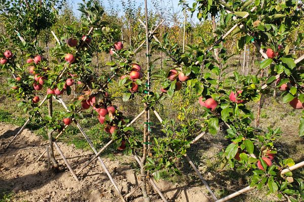 De l'arbre aux fruits - Samedi 23 novembre