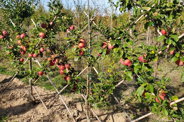 De l'arbre aux fruits - Samedi 18 novembre