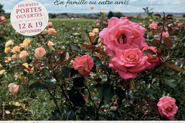 Shooting photo au milieu des roses