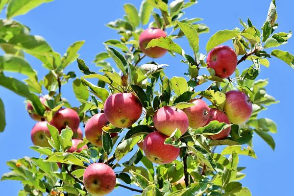 De l'arbre aux fruits - Samedi 27 novembre