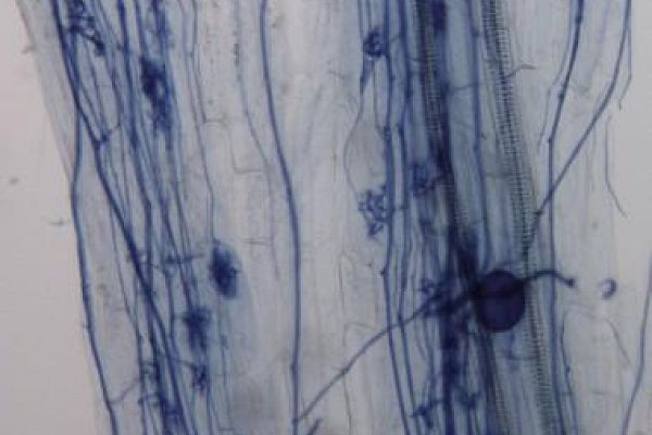 Conférence&nbsp;: Le bonheur des plantes est sous nos pieds