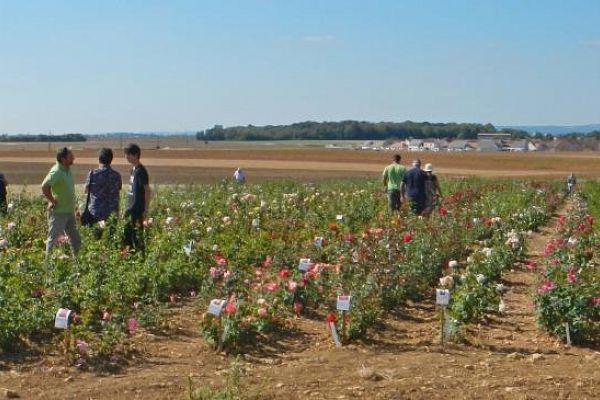 Visite de la parcelle de culture des rosiers.