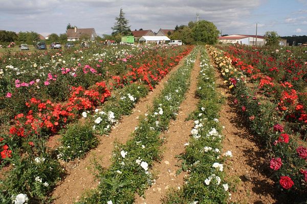 Les Samedis de la Rose Journée technique