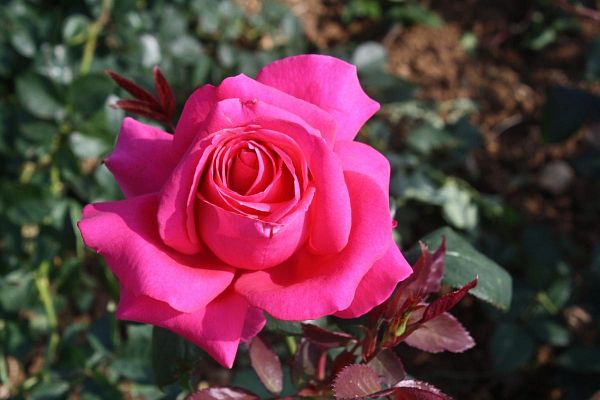 Foire aux plantes rares de Bézouotte