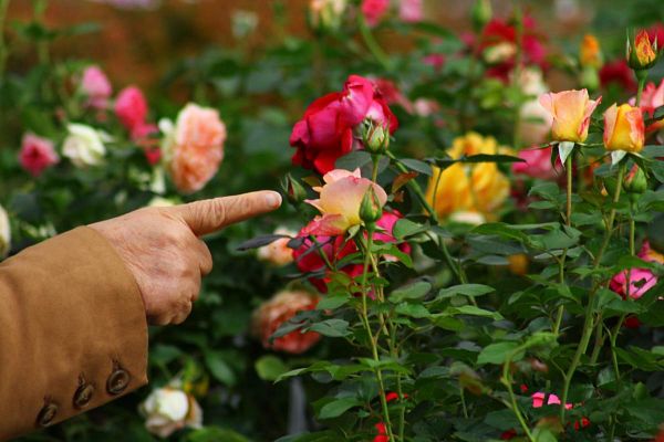 La journée artistique - Les Samedis de la Rose
