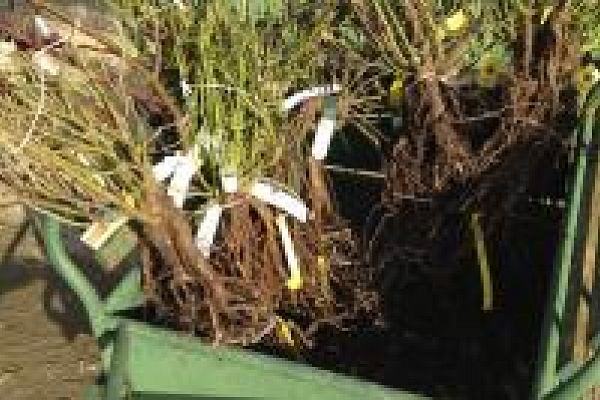 Ouverture des ventes en ligne