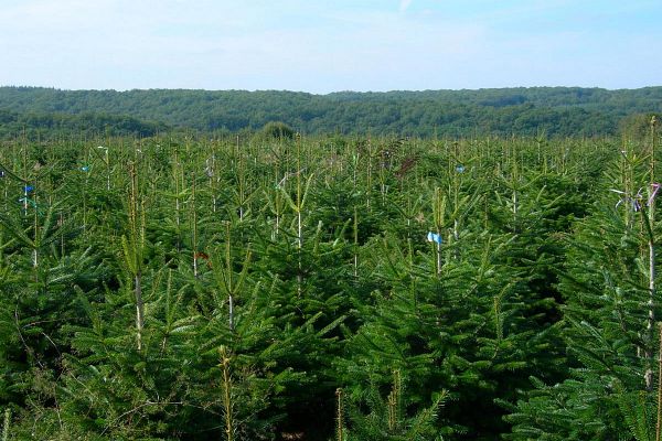 Sapins de Noël