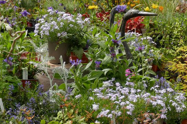 Balade printanière, tout est beau, tout est fleuri !