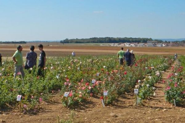 Visite de la parcelle de culture des rosiers.