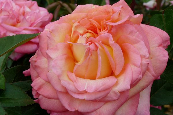 Rosiers de célébrités