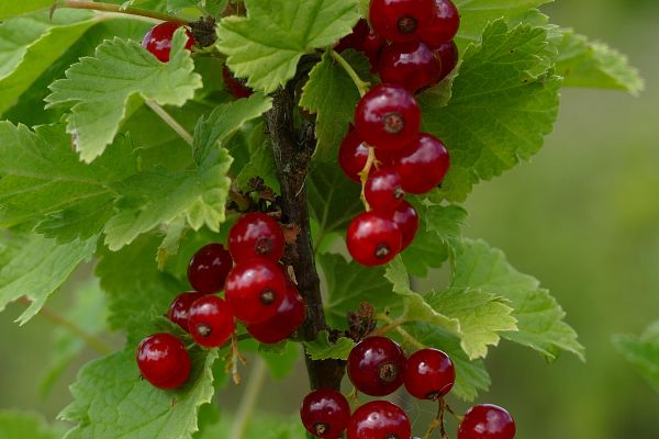 Quelles différences entre les bigarreaux, guignes, griottes, cerises ?