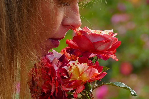 Rosiers parfumés