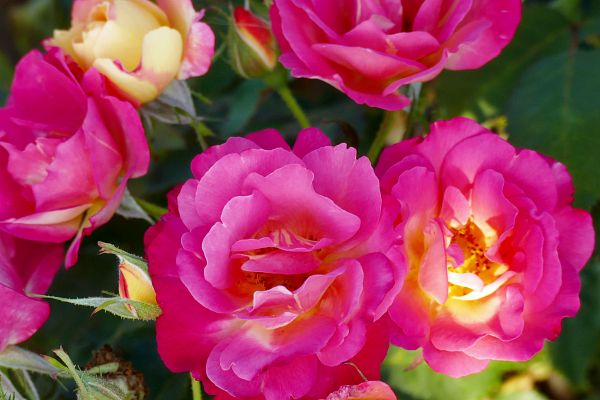 Rosiers buissons à fleurs groupées