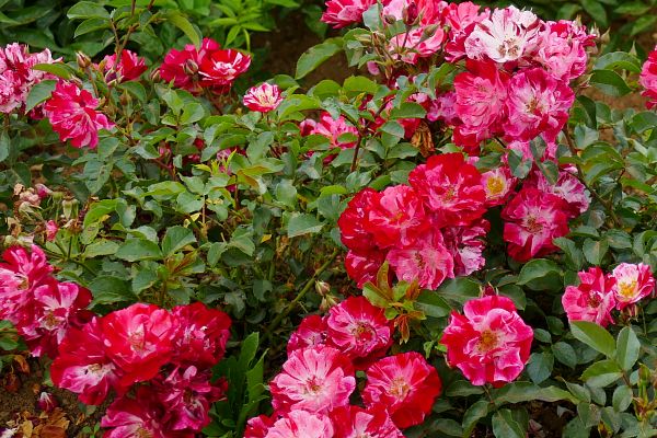 Quelles différences entre les rosiers arbustifs, les rosiers buissons et les rosiers couvre-sols ?