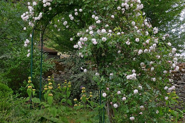 Rosiers grimpants pour arche et treillage