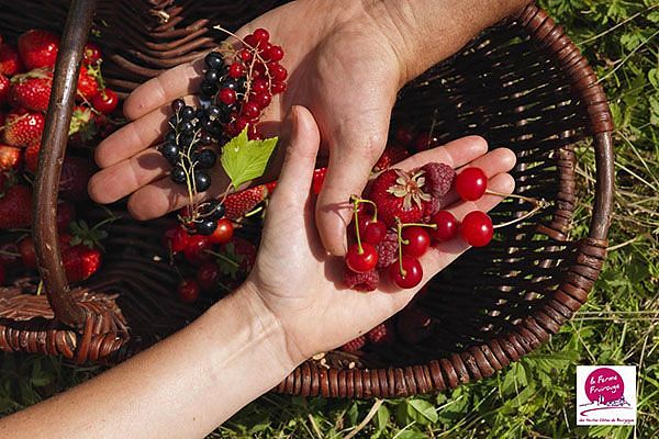 Les arbustes à petits fruits