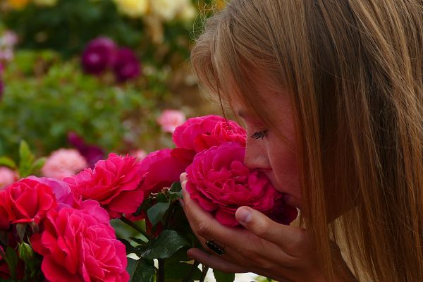 Rosiers grimpants parfumés
