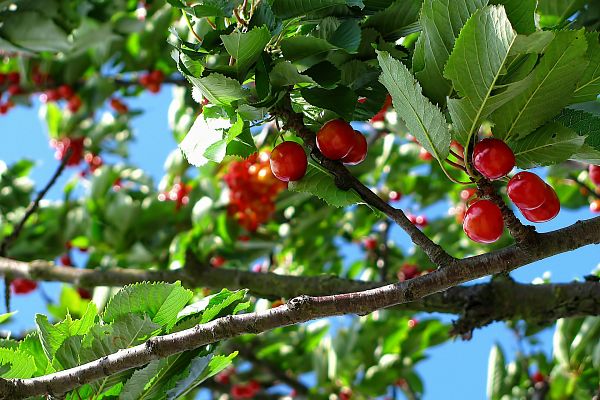 Arbres fruitiers