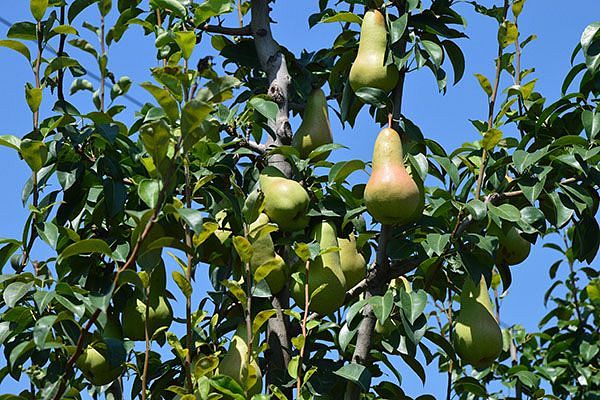 Les arbres fruitiers