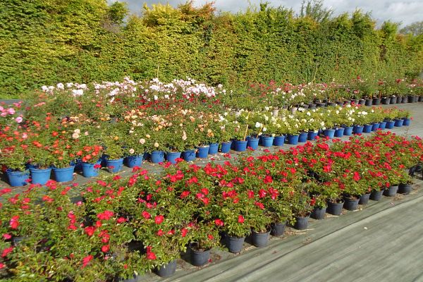 Rosiers bouturés