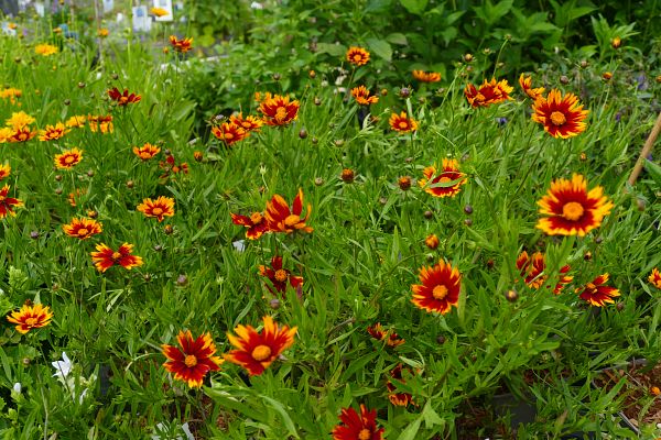 Comment bien choisir les plantes vivaces à planter dans son jardin ?