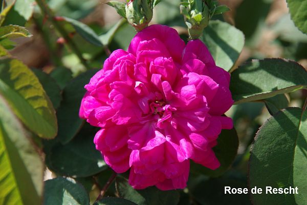 Rosiers anciens