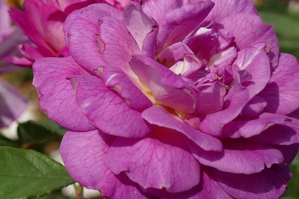 Poils Collants D'une Plante De Rosée Solaire Dans Wilmot New Hampshire  Photo stock - Image du enzymes, amérique: 277935838