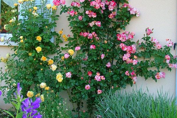 Rosiers grimpants pour petits espaces