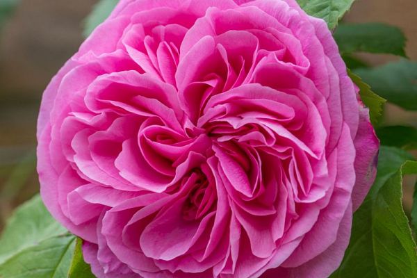 Que faire au jardin en mai ?