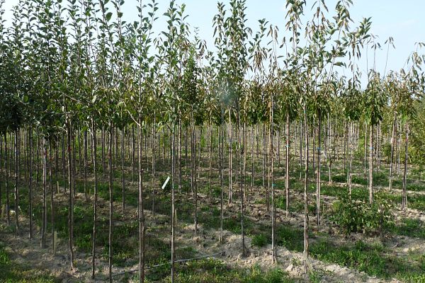 Plantation de verger