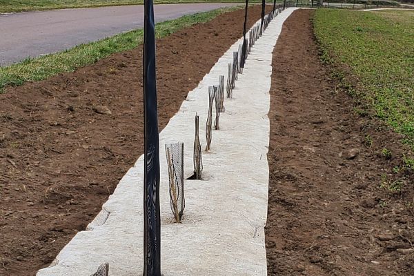 Plantation de haie bocagère