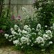 Centranthus ruber 'Alba'