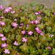 Geranium 'Orkney Cherry'